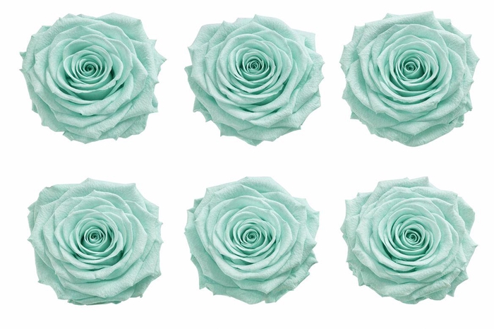 <h4>Ro Pres Classic Green Mint</h4>