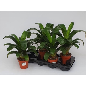 Vriesea fenestralis 12Ø 25cm