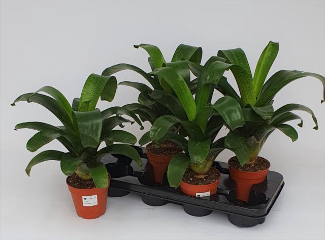 Vriesea fenestralis 12Ø 25cm