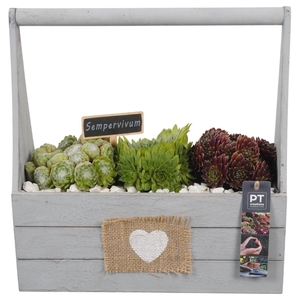 PTS7432 Arrangement Sempervivum in houten bak