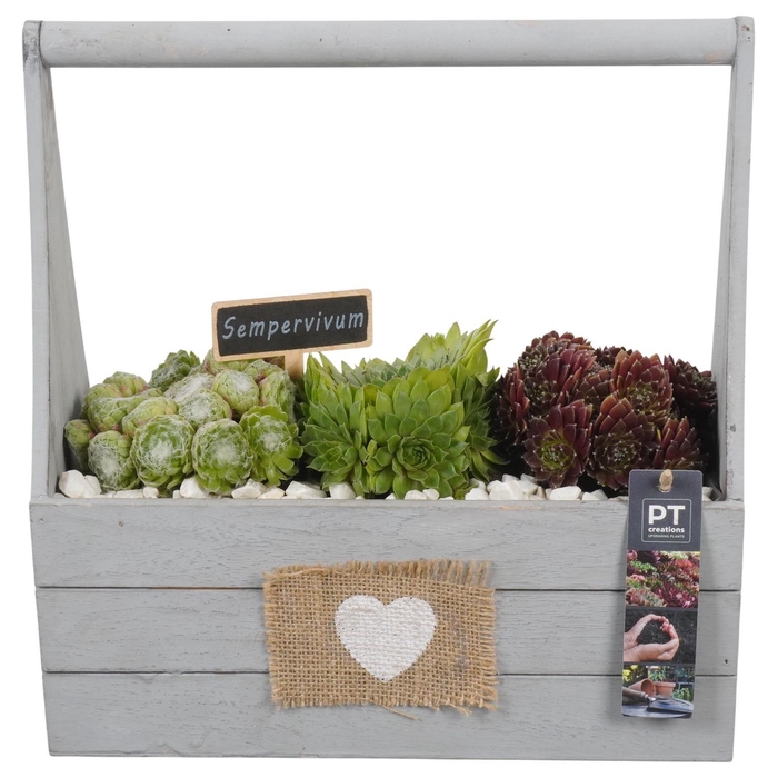 <h4>PTS7432 Arrangement Sempervivum in houten bak</h4>