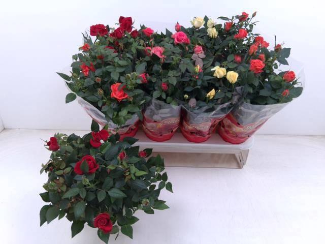 <h4>RO FAV RO GEM 4 SRT</h4>