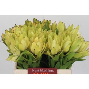 Leucadendron Goldstrike