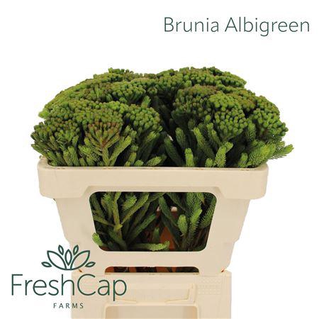 <h4>Brunia Albigreen</h4>
