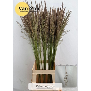 Siergras Calamagrostis Brachy