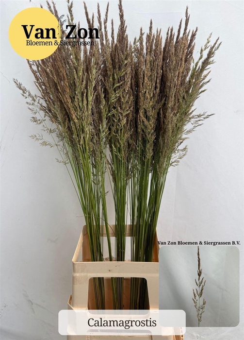 <h4>Siergras Calamagrostis Brachy</h4>