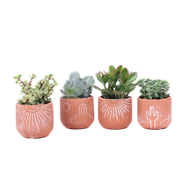 <h4>Succulent 8,5 cm in Merzouga keramiek</h4>