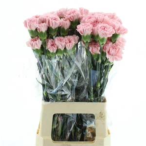 Di St Col Doncel Pink