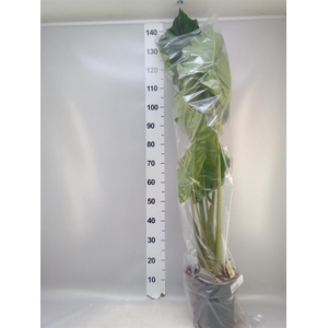 Alocasia  'Portodora'