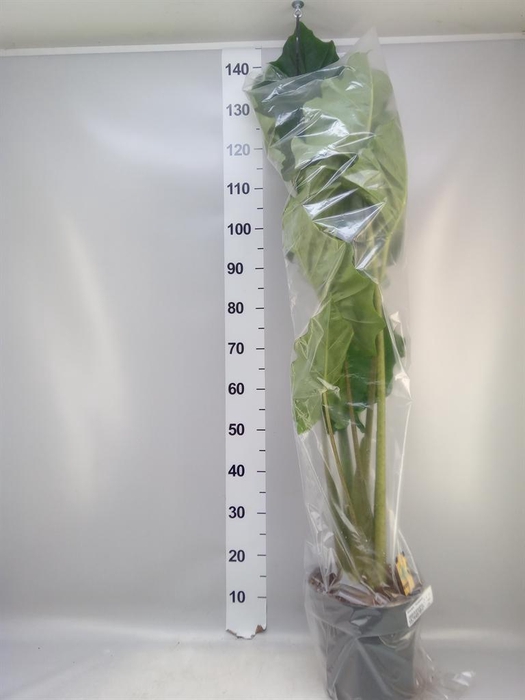 <h4>Alocasia  'Portodora'</h4>