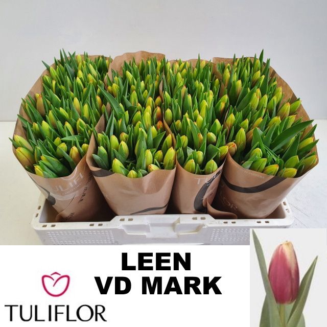 <h4>TU EN LEEN VD MARK</h4>