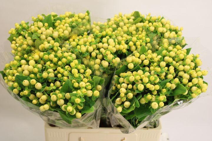 <h4>HYP MAG ROYAL CREAM</h4>