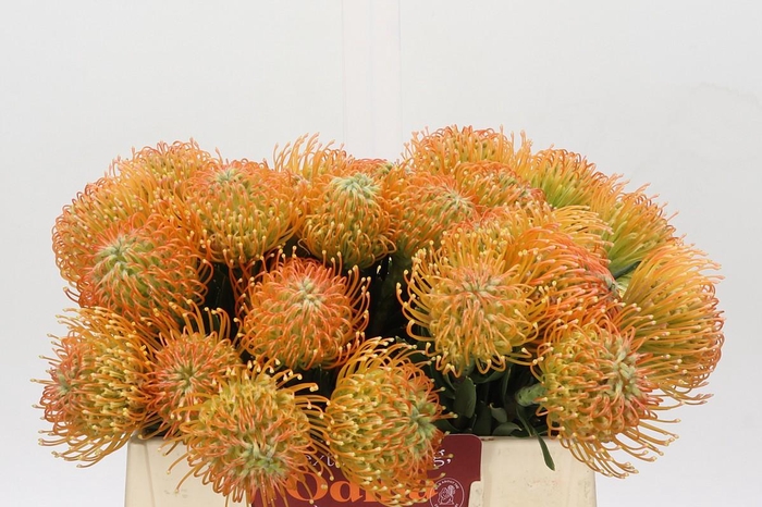 <h4>Nutans Ayoba Peach</h4>