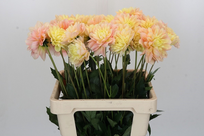<h4>Dahlia Giovanna</h4>