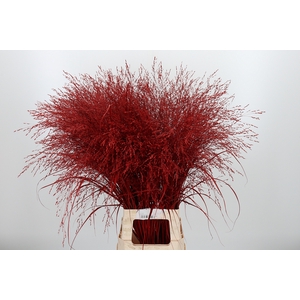 Panicum Kl Bh Rood