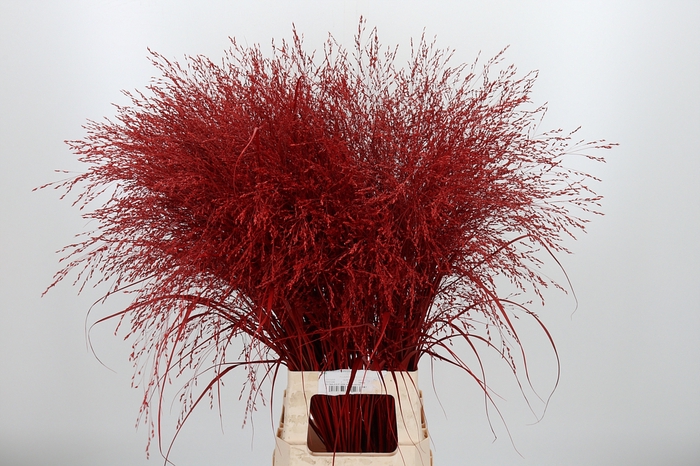 <h4>Panicum Kl Bh Rood</h4>
