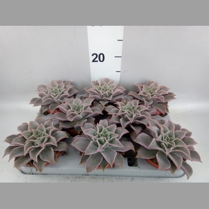 Echeveria   ...