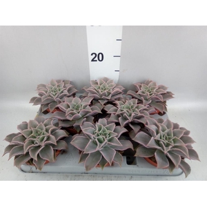 Echeveria   ...