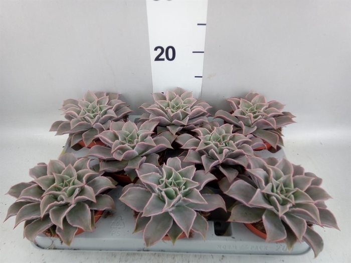 <h4>Echeveria   ...</h4>