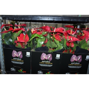 ANTHURIUM MICHIGAN P17 PREMIUM