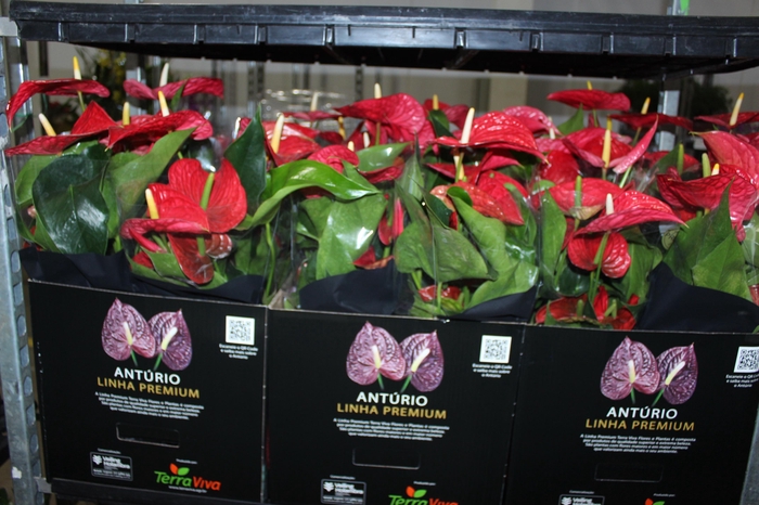 ANTHURIUM MICHIGAN P17 PREMIUM