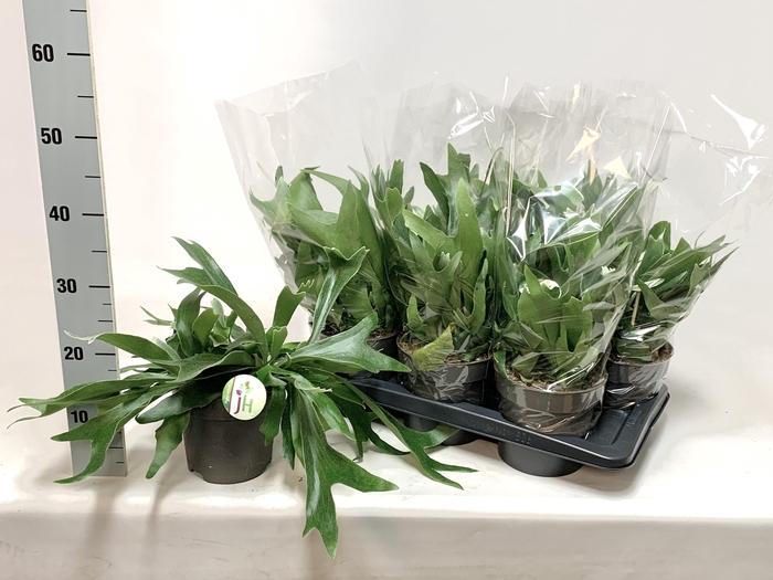 <h4>PLATYC BIFURCATUM</h4>