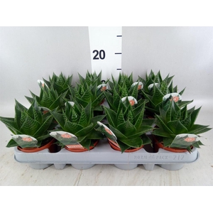 Aloe aristata 'Cosmo'
