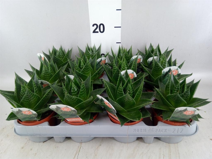 <h4>Aloe aristata 'Cosmo'</h4>