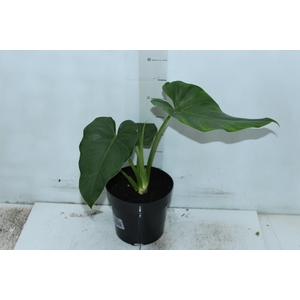 PHILODENDRON DANTEANUM P17