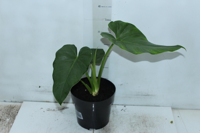 <h4>PHILODENDRON DANTEANUM P17</h4>