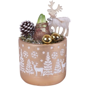 Christmas Arr. Amaryllis Ceramic Pot Round Landscape Ø14cm 1PP