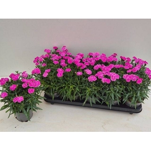 DIANTHUS PEMAN P12
