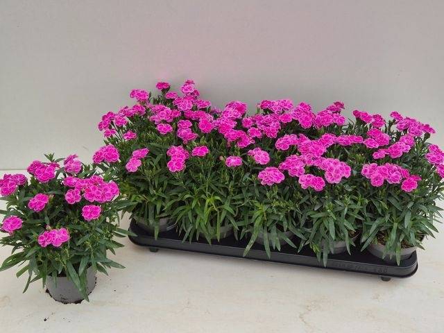 <h4>DIANTHUS PEMAN P12</h4>