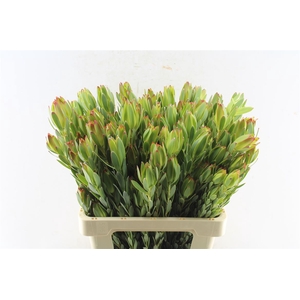 Leucad Procerum Spray