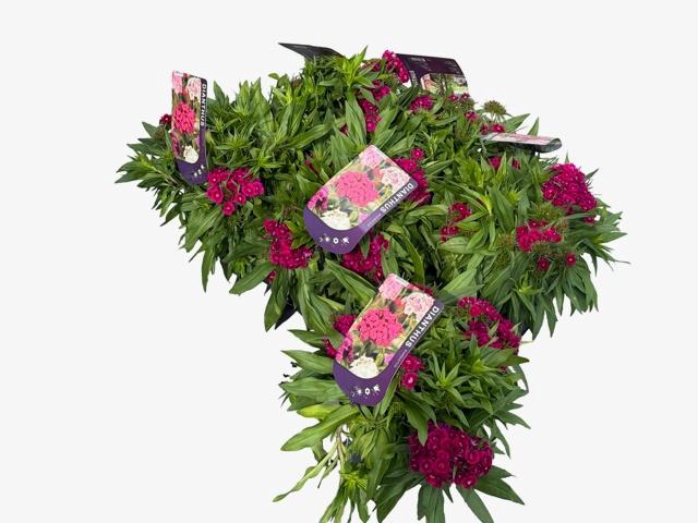 <h4>DIAN DART PURPLE</h4>