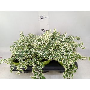 Ficus pumila 'Belle Sunny'