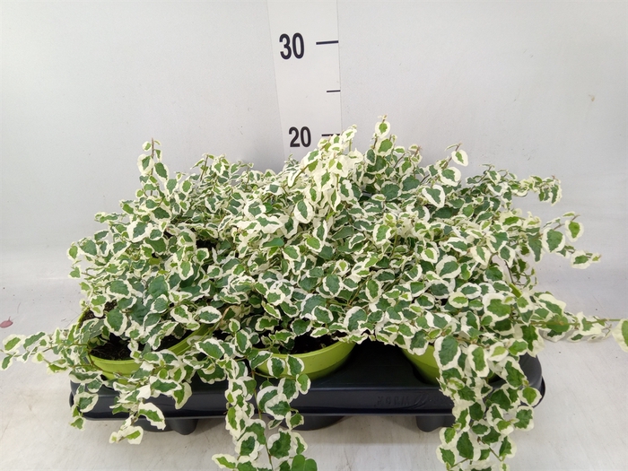 <h4>Ficus pumila 'Belle Sunny'</h4>