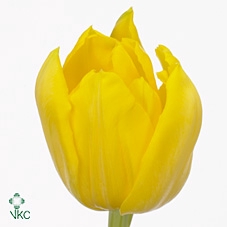 <h4>DANSKE TULIPANER DOBB</h4>