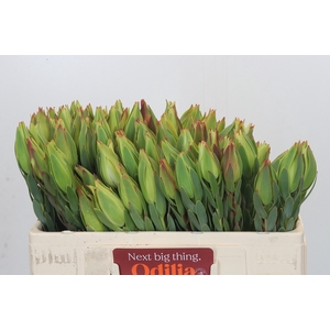 Leucadendron Procerum