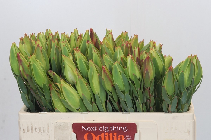 Leucadendron Procerum
