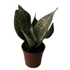 SANSEVIERIA TRIFASCIATA p11