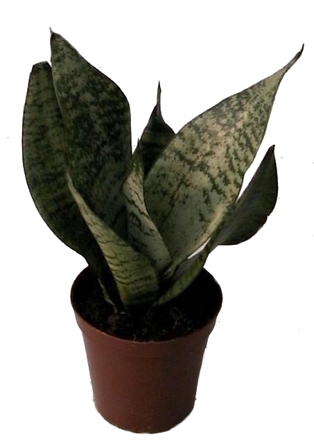 SANSEVIERIA TRIFASCIATA p11