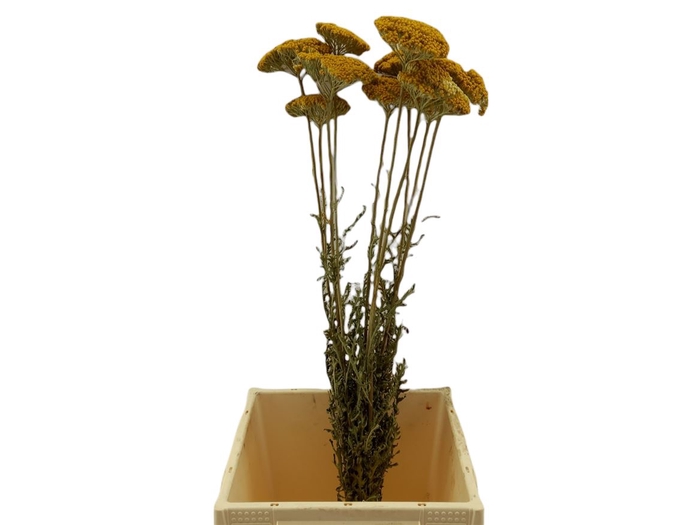 <h4>Achillea Parker Bs Dried</h4>