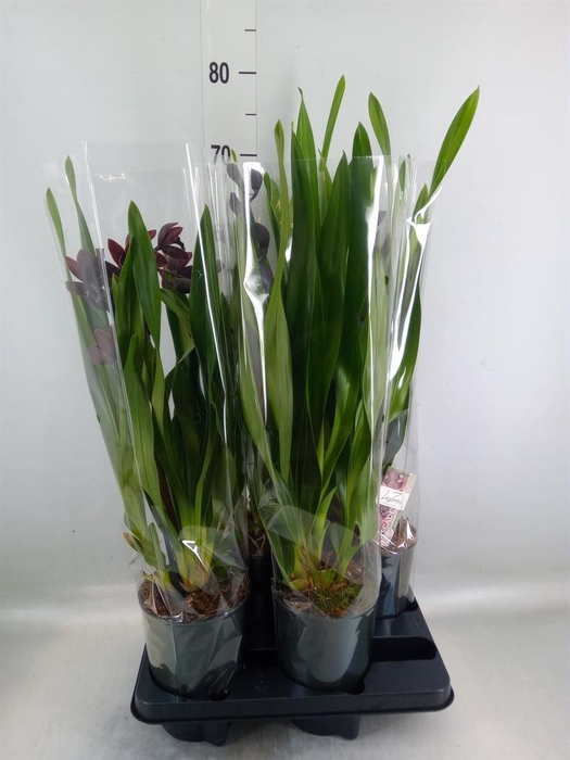 <h4>Cymbidium   ...</h4>