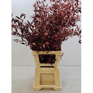 RUSCUS PB GEVERFD ROOD EXTRA