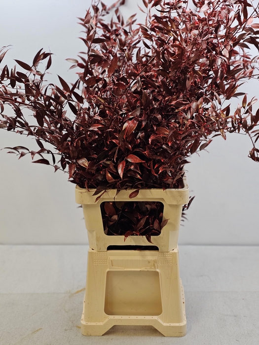 <h4>RUSCUS PB GEVERFD ROOD EXTRA</h4>