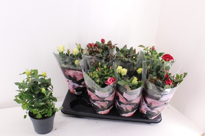 Ro Pat-hit Gem 5 Srt