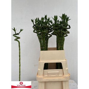Dracaena sanderiana Lucky Bamboo