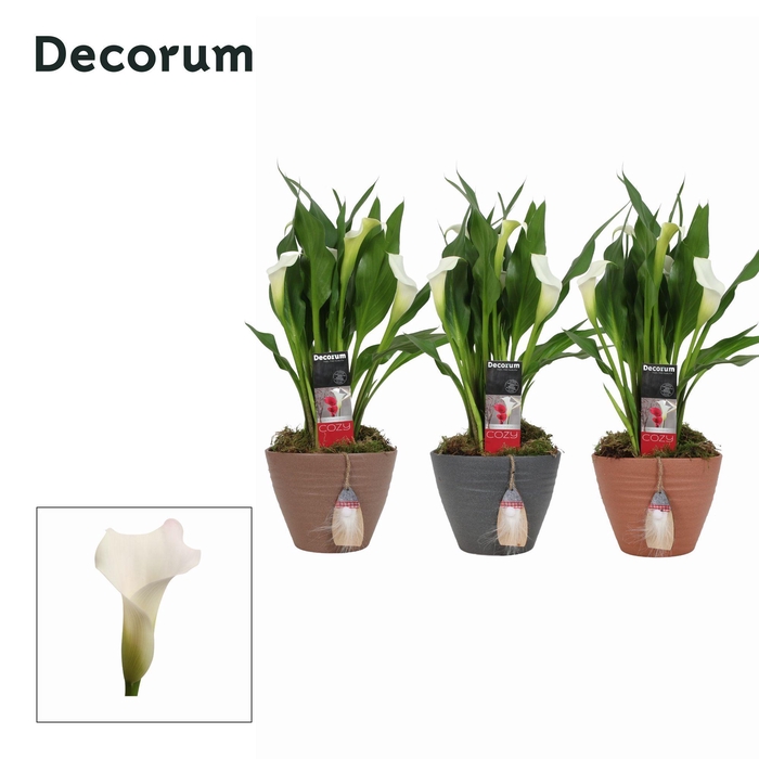 <h4>Zantedeschia (Calla) Wit in Ompot Kaja KERST (Decorum)</h4>