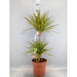 Dracaena marg. 'Sunray'
